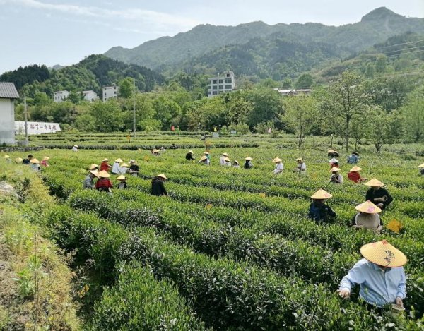 大别山里的宝藏小城，怎么吸引更多上海人